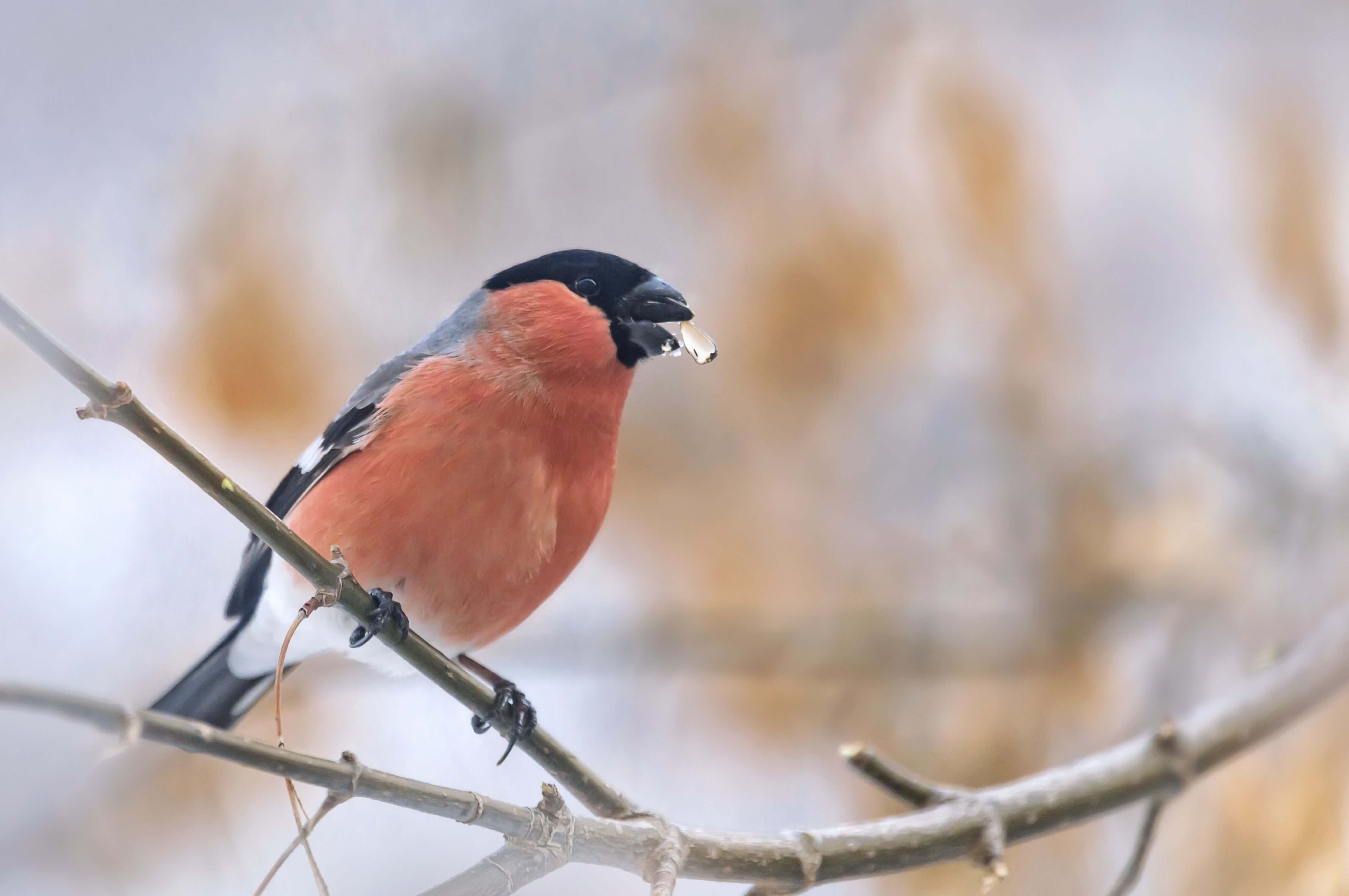 (Getty Images) Bullfinch with sunflower heart