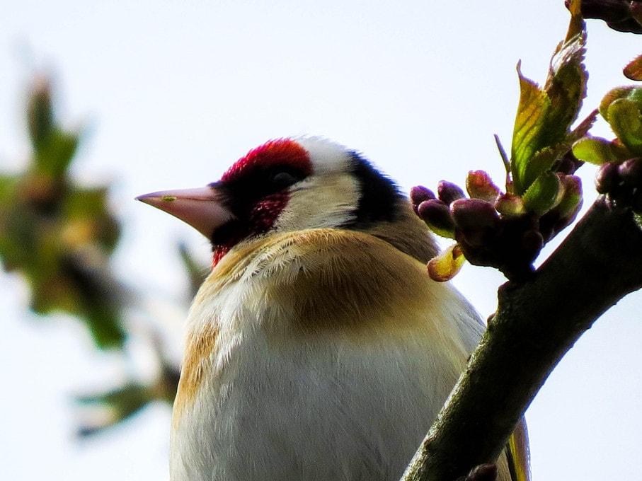 (Getty Images) Goldfinch looking around