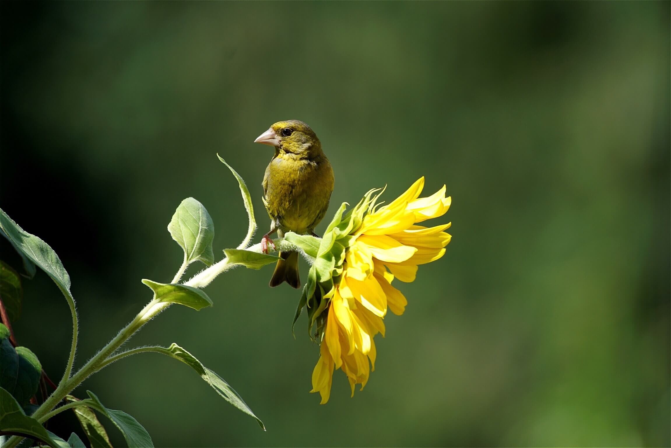 (Getty Images) Green finch with sunflower heart