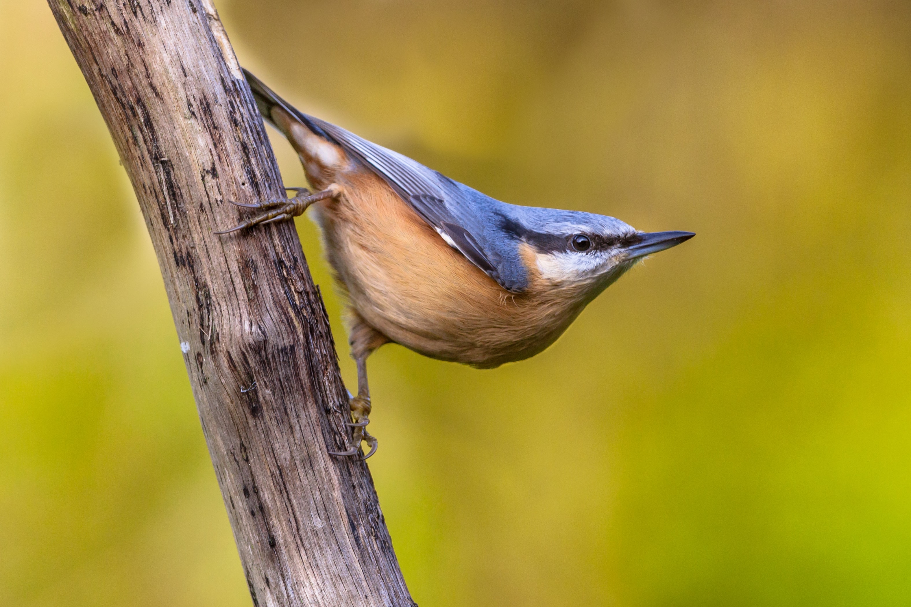 (Getty Images) Nuthatch in garden