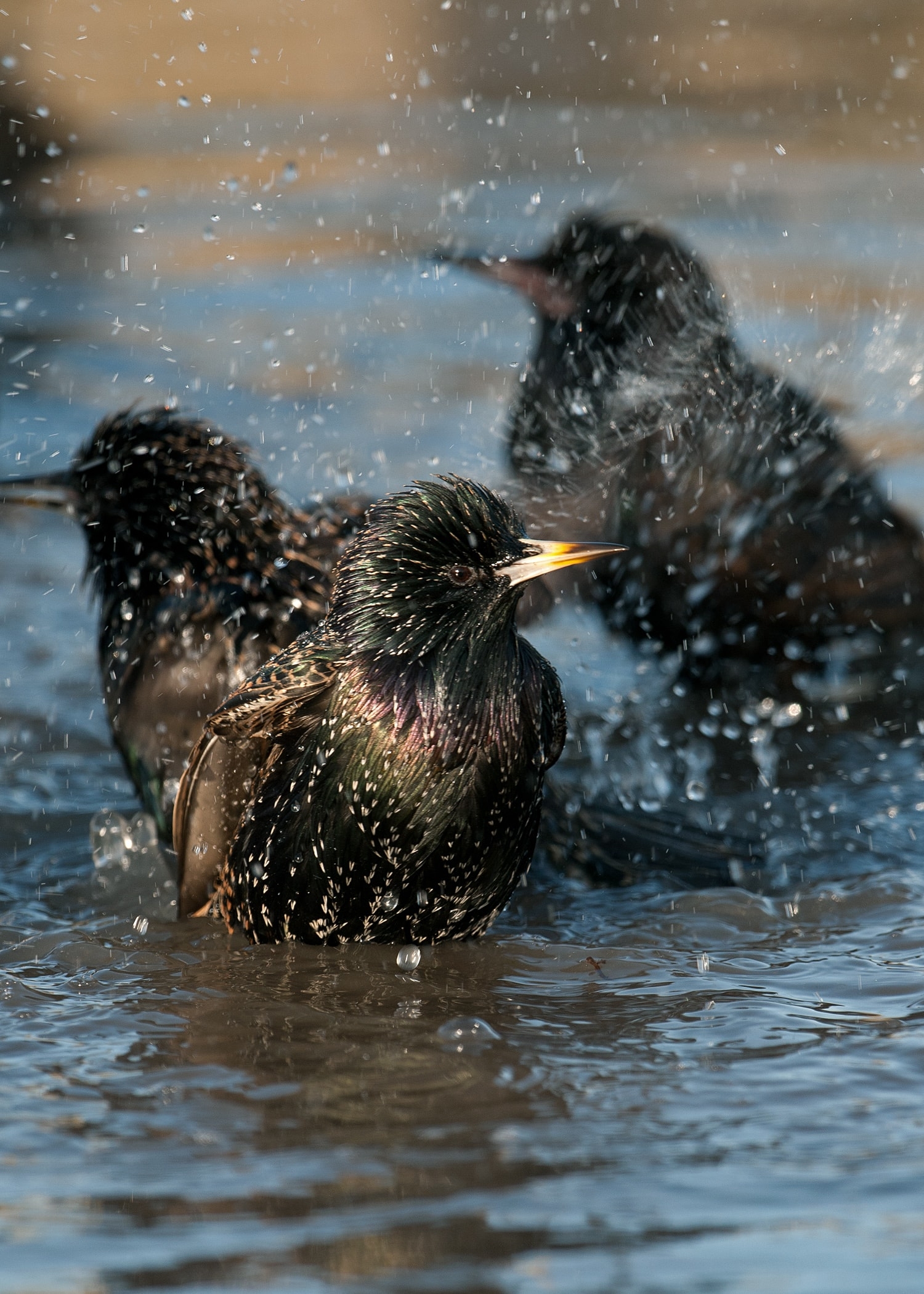 Starlings in water