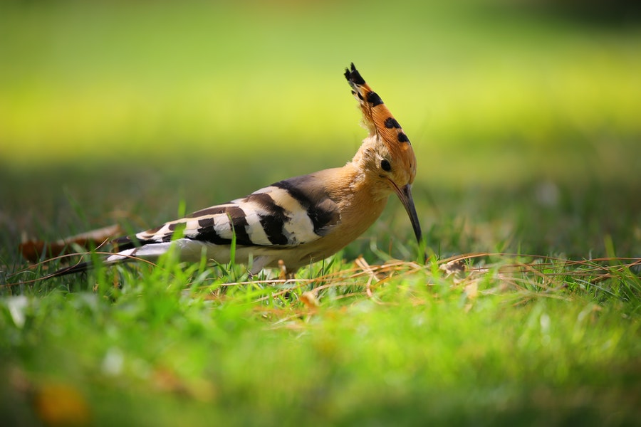 How To Stop Birds Eating Grass Seed