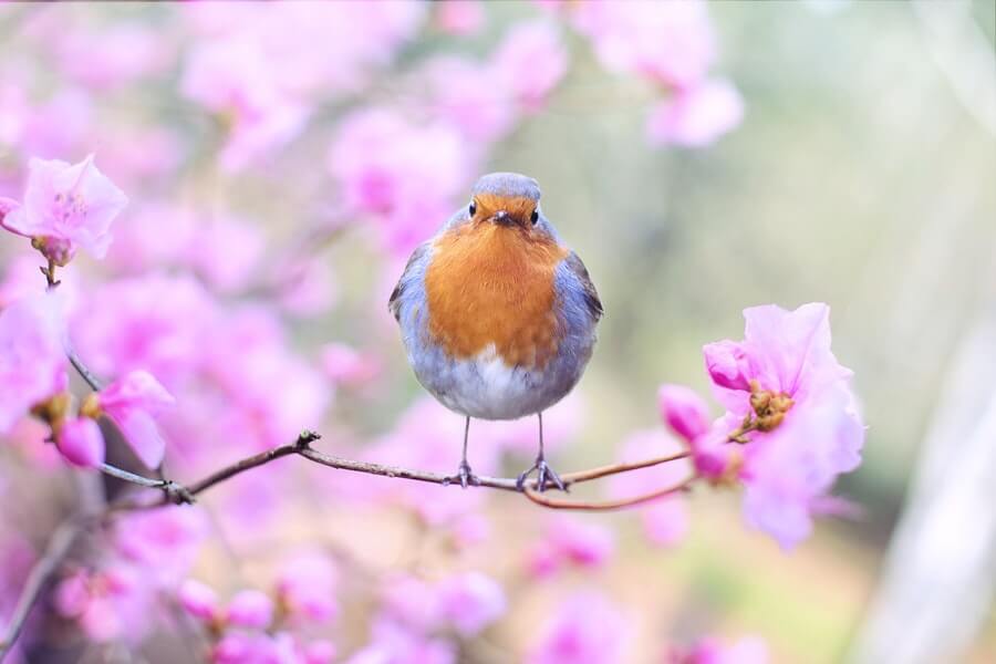 a protected bird in a blossom tree