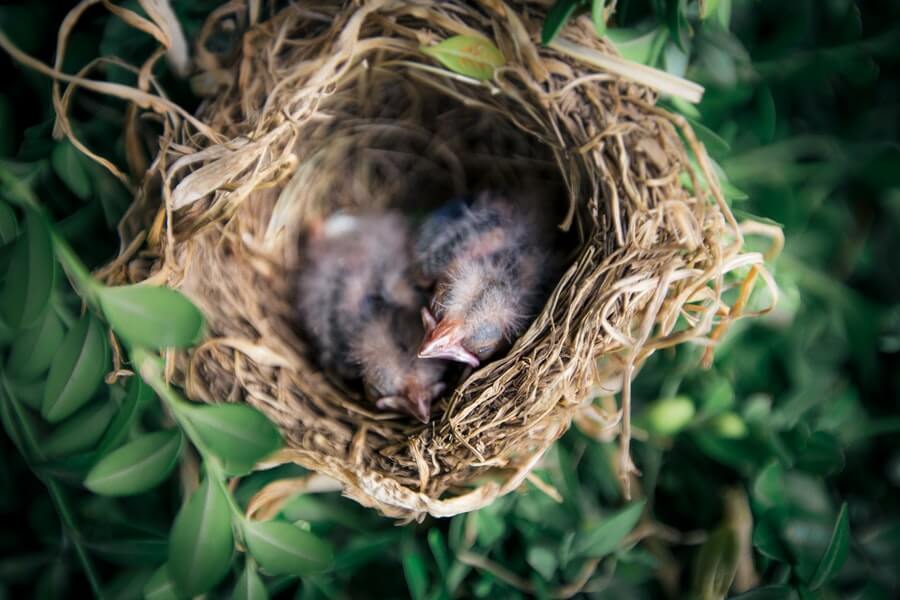 Fledglings in nest