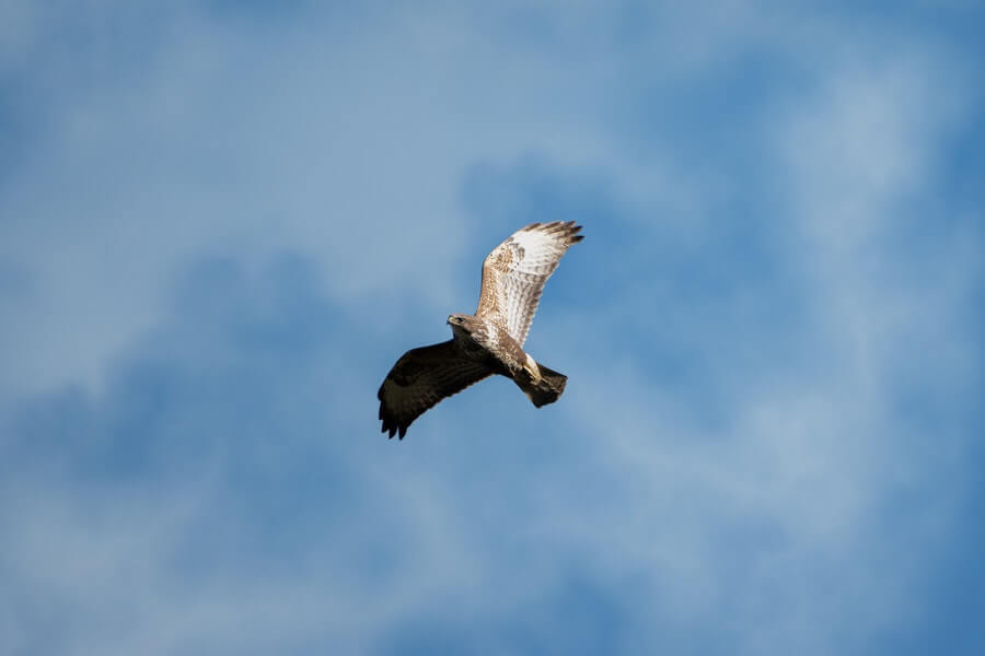 a bird of prey UK flying in the sky