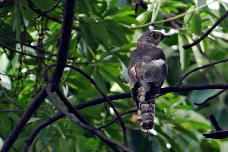 a cuckoo bird in a garden
