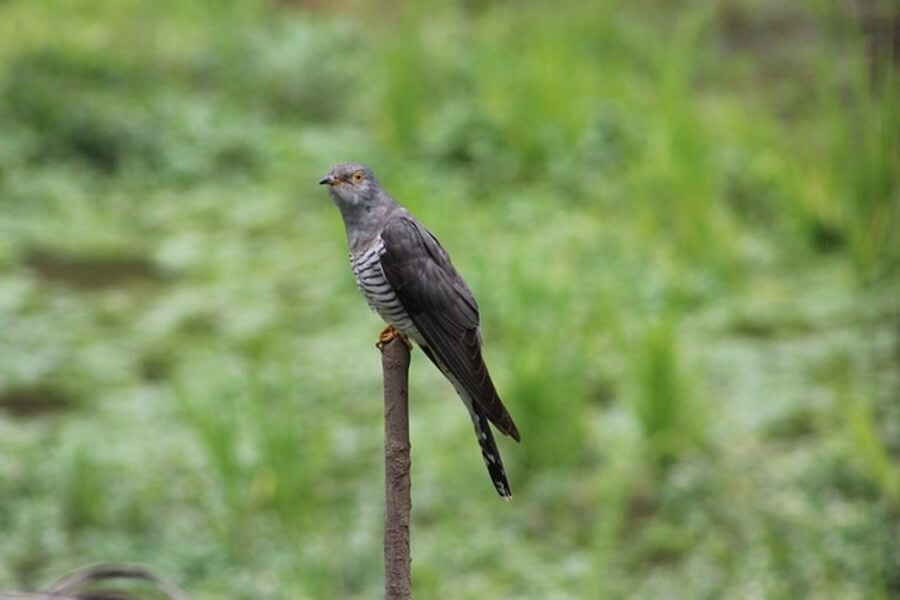 a cuckoo bird perched on a stick