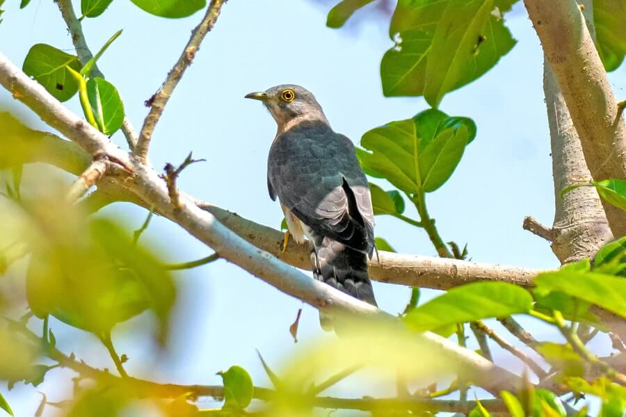 a cuckoo bird perched in a tree