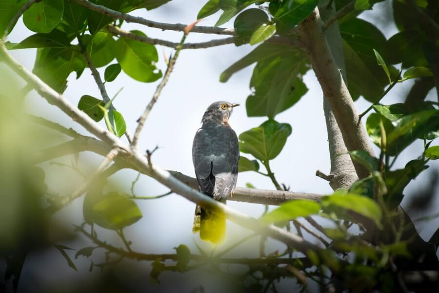 a cuckoo bird perched on a tree branch