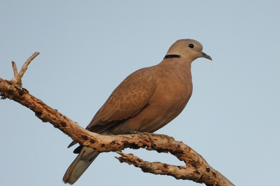a cuckoo bird
