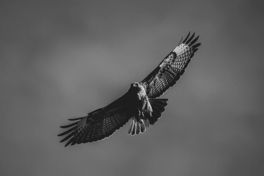 a UK bird of prey flying overhead