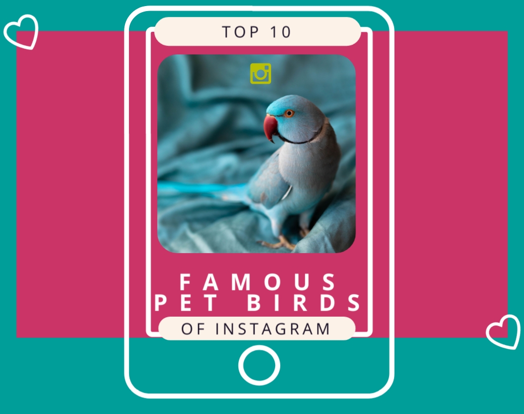 Top 10 famous birds of instagram