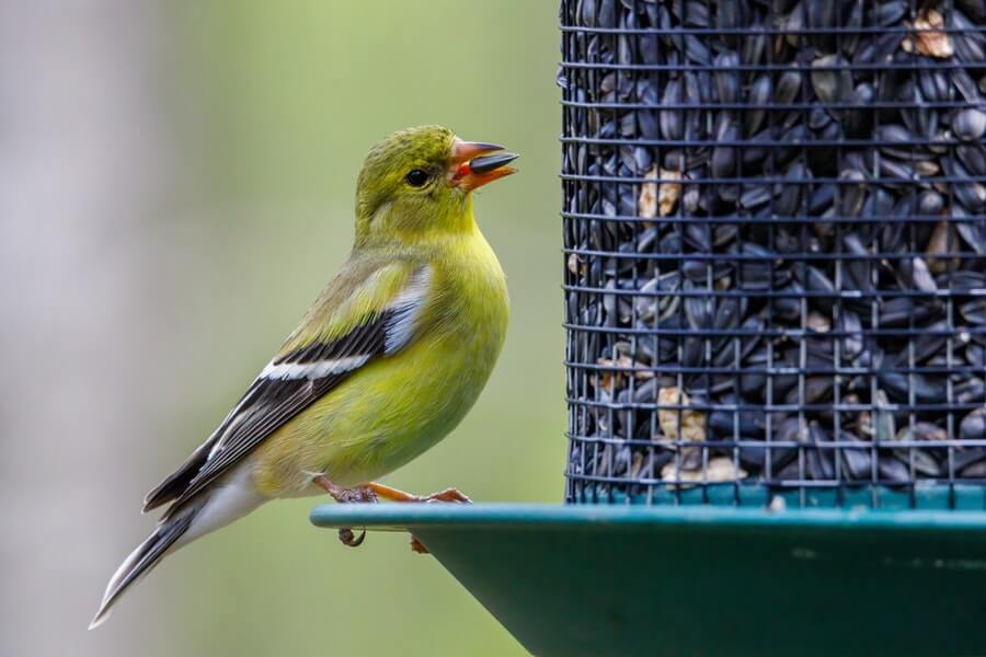 goldfinch eating bird seed from a feeder for feeding wild birds
