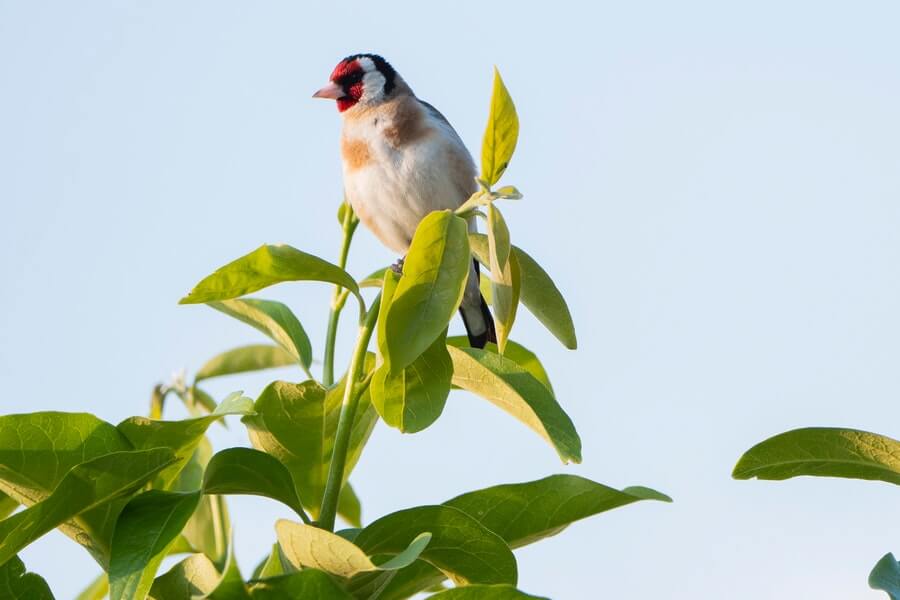 a goldfinch in a tree