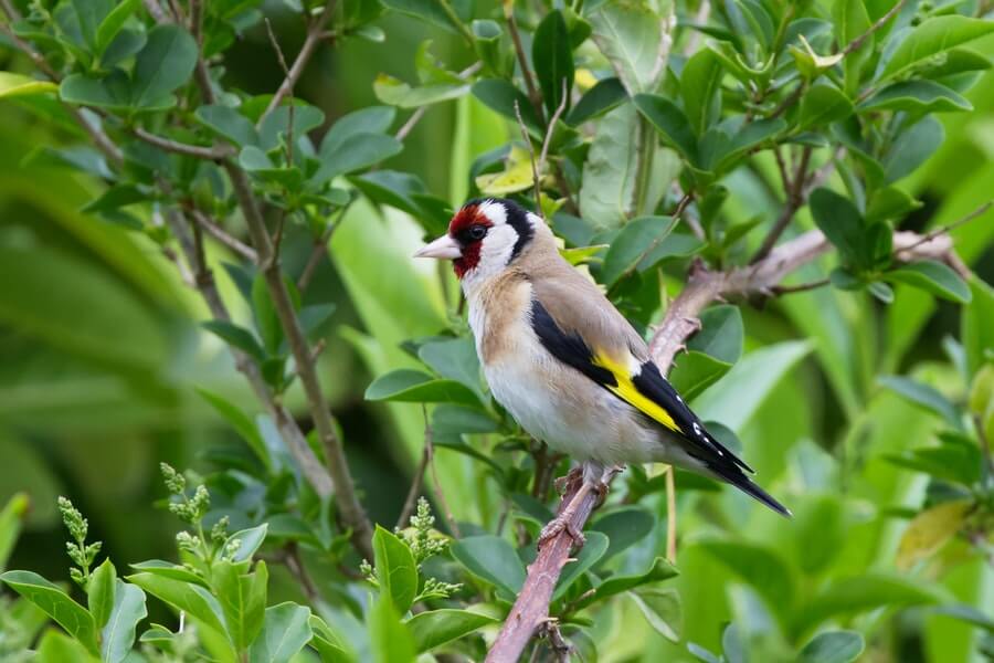a goldfinch perched on a tree branch