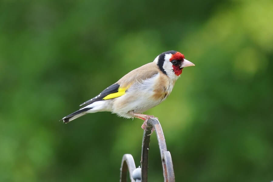 a goldfinch on a fence