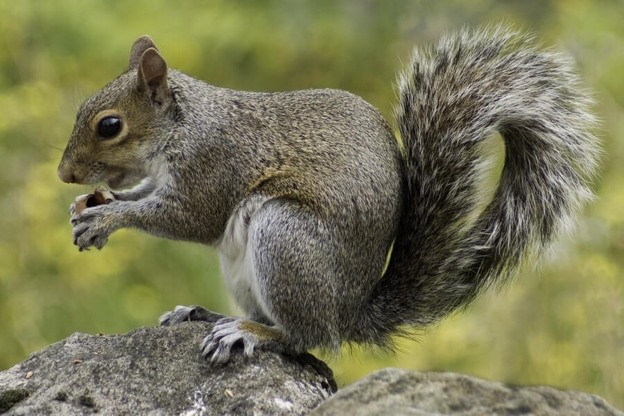 squirrels are prolific bird predators