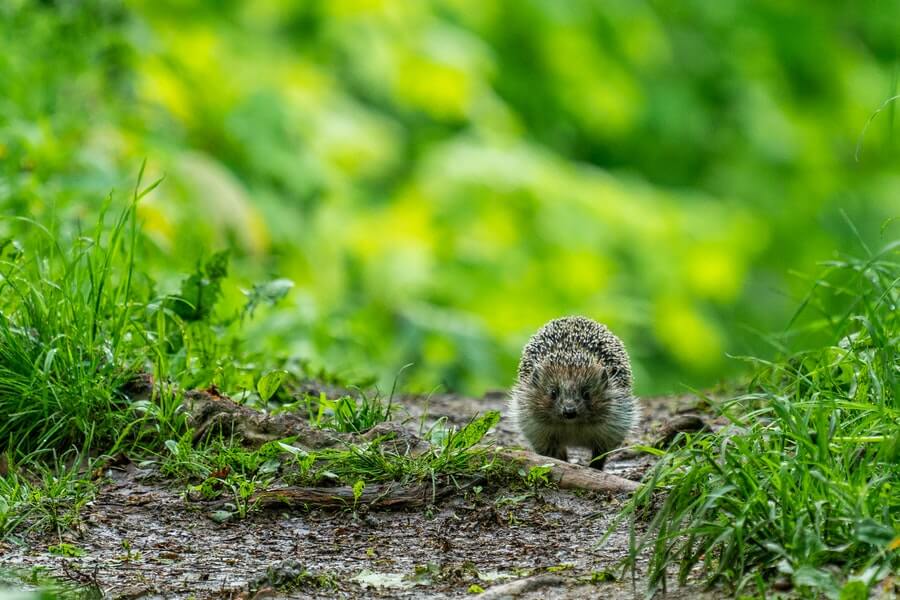 a hedgehog in a rewilded garden