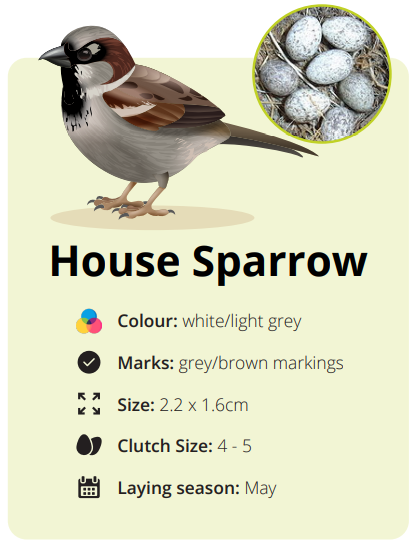 house sparrow egg