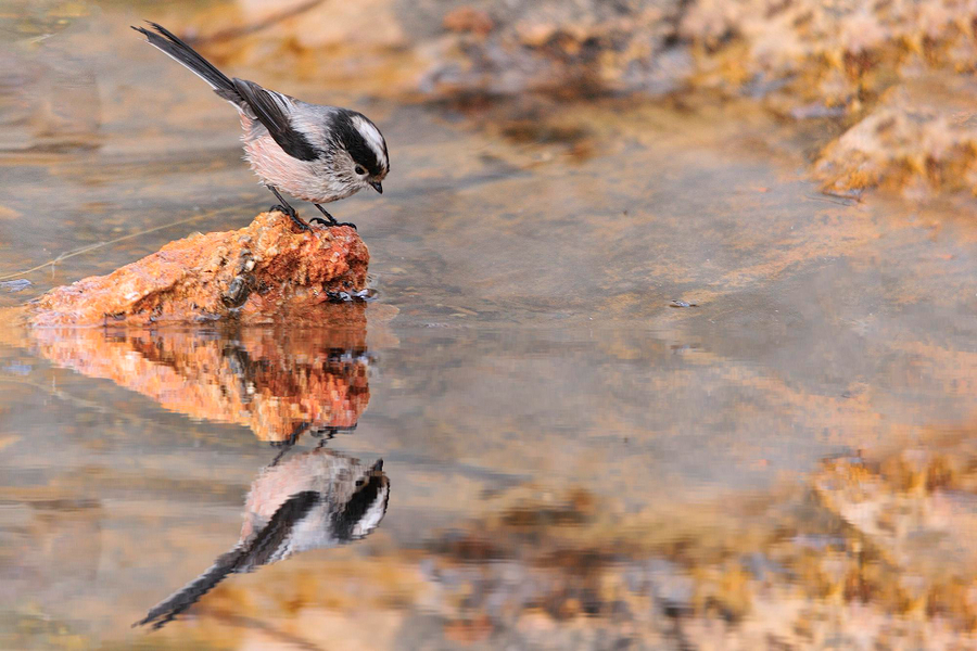 a long tailed tit in water
