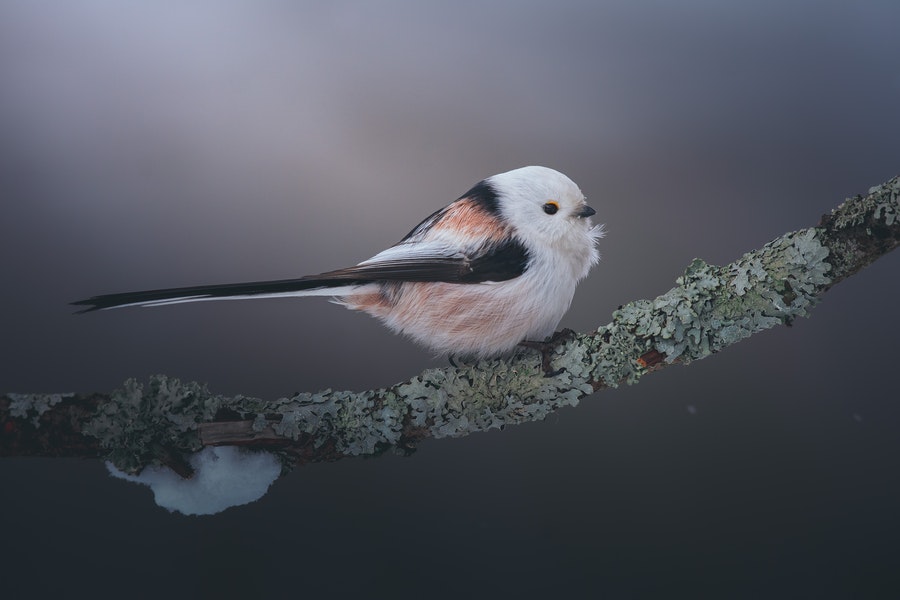 a long tailed tit perched on a branch