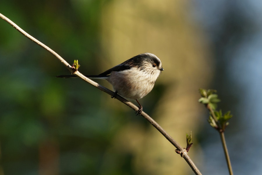 a long tailed tit in a garden