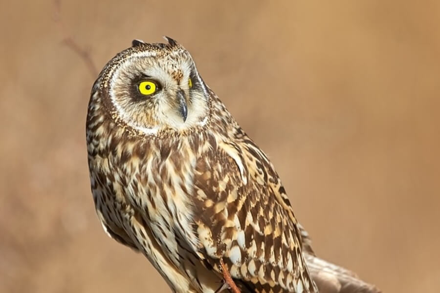 short-eared owl is a type of owl in the UK