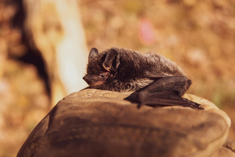 a small bat bird predator