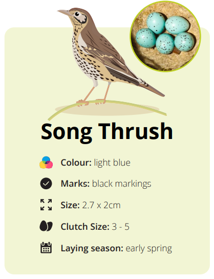 song thrush eggs