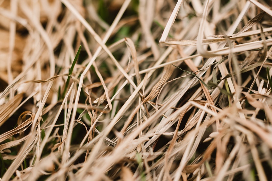 straw mulch, an example of how to stop birds eating grass seed