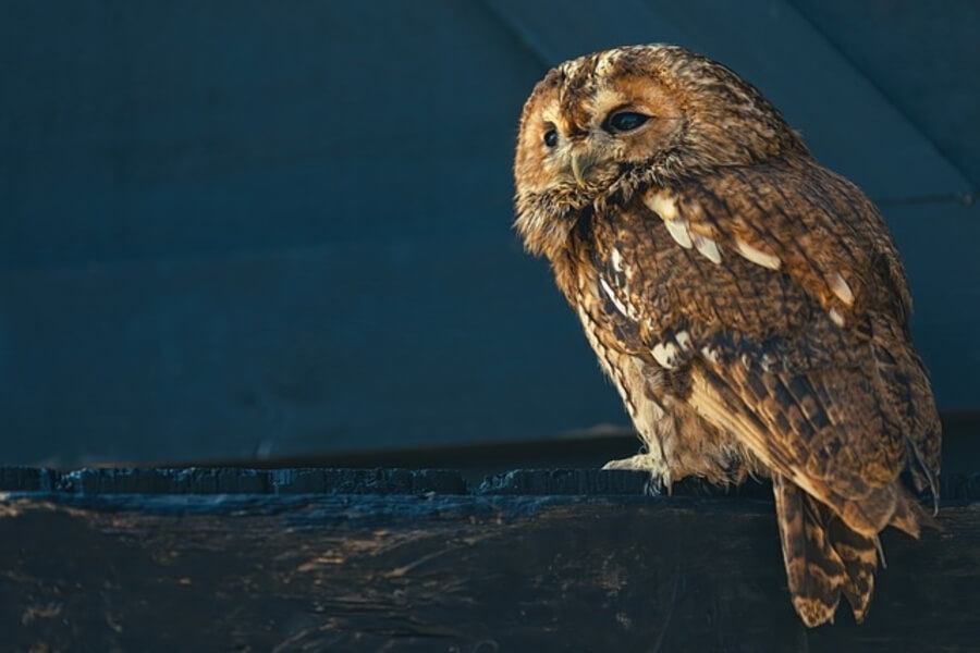 tawny owl is a type of owl in the UK