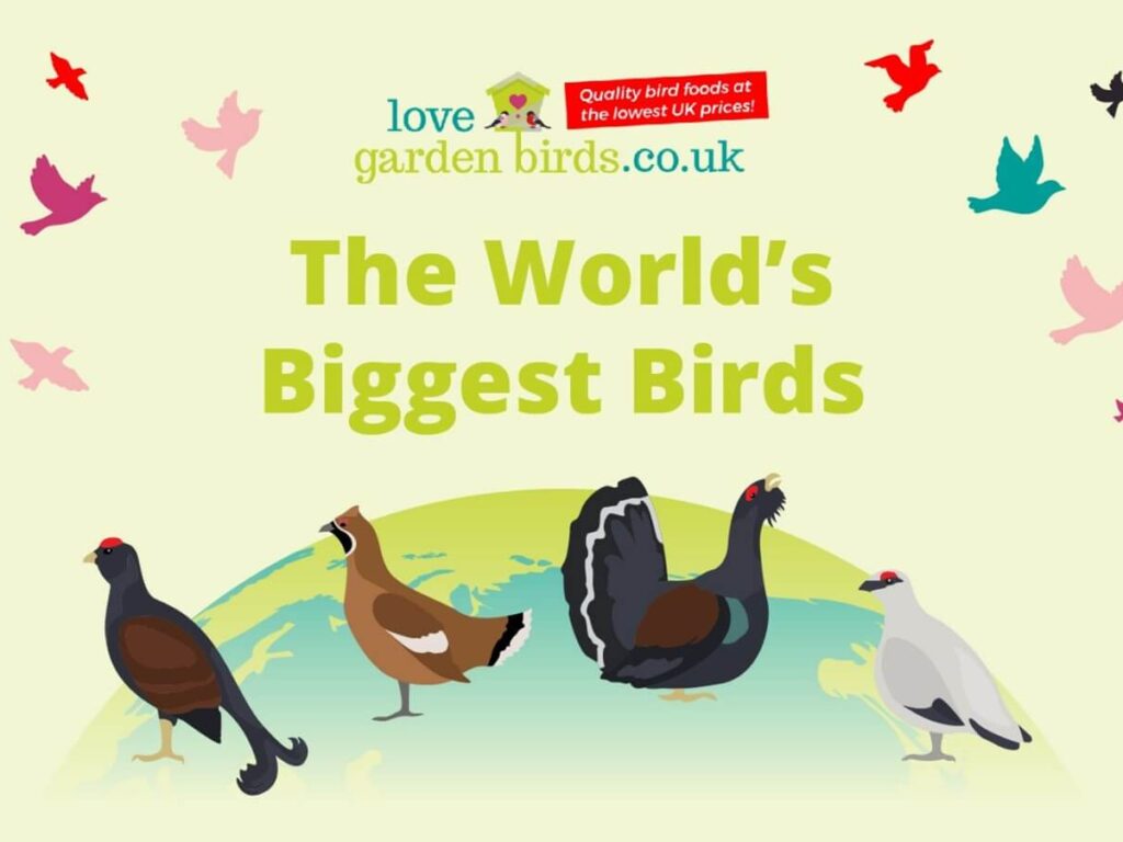 The World’s Biggest Birds