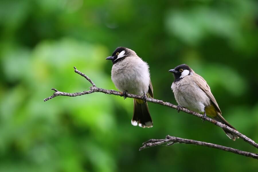 two protected birds on a tree branch