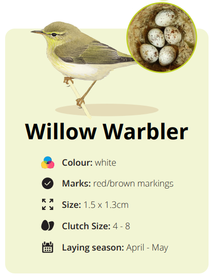 willow warbler eggs