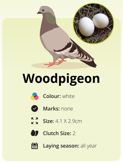 woodpigeon egg